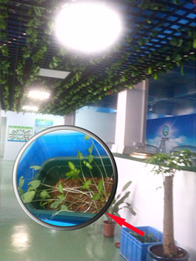 在導光管采光系統(tǒng)引入的自然光照射下大豆發(fā)芽啦